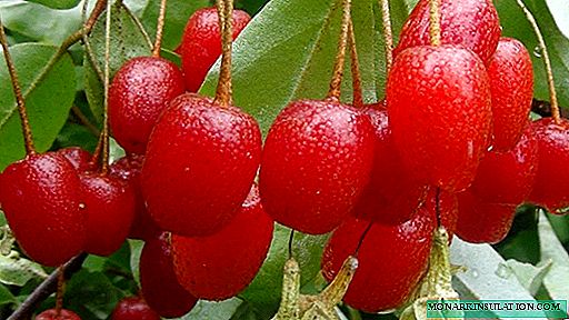 גומי, מדהים וטעים: איך לגדל שיח אלגנטי עם פירות יער בריאים