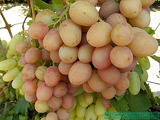 Gourmet temprano - uvas dulces con aroma floral
