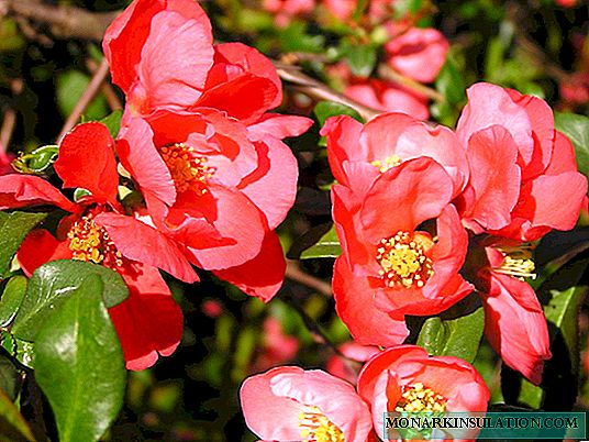 Henomeles or Japanese quince - an oriental guest in your garden