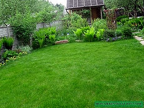 Conseils pour planter une pelouse en été chaud: comment assurer la germination de l'herbe en période sèche?