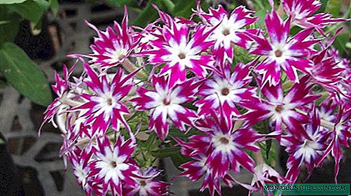 Drummond Phlox Care Tricks: Como cultivar uma flor luxuosa a partir de uma semente