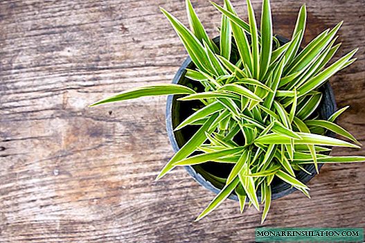 Chlorophytum: viljely ja hoito kotona
