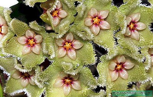 Hoya vagy viasz borostyán: az otthon termesztésének és gondozásának minden aprósága