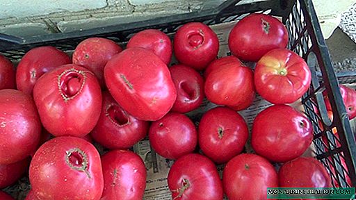Edle kältebeständige großfruchtige Tomate: Beschreibung und Merkmale des Anbaus