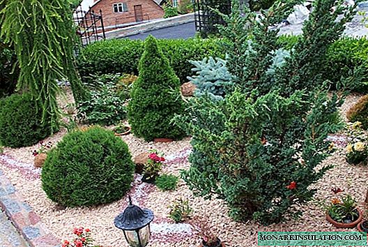 Coniferous compositions in the landscape design of the garden: selection of plants + basics of zoning