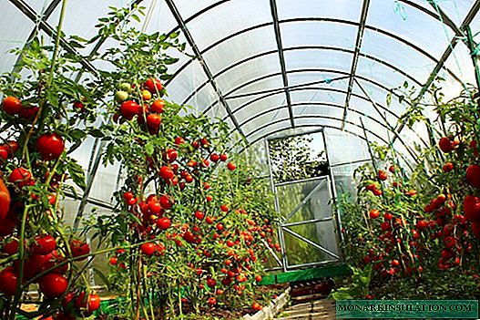 Tomates indeterminados: características, variedades comunes, matices de crecimiento