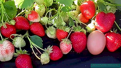 Italienische Erdbeer-Alba: Beschreibung und Eigenschaften der Sorte, Pflegetipps und Anbau