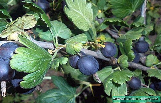Yoshta - plantación, cuidado y reproducción, una descripción de las mejores variedades.