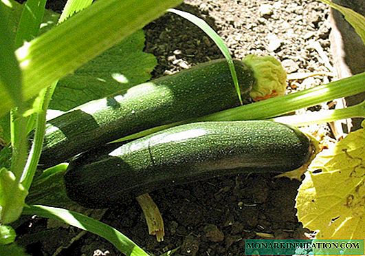 Zucchini Black gut aussehend - leckeres und zartes Gemüse!
