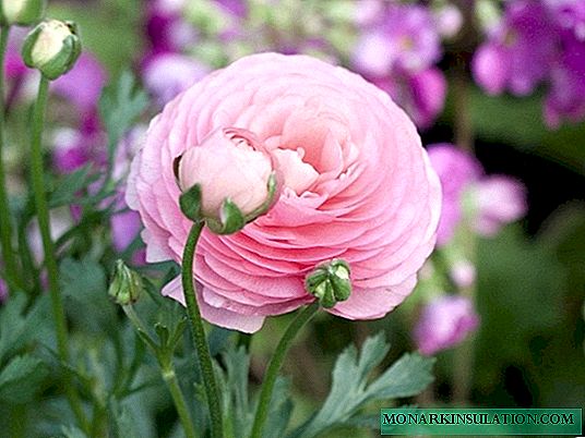 Cara benar menggunakan buttercup taman hias ranunculus di hamparan bunga: foto-foto ide terbaik