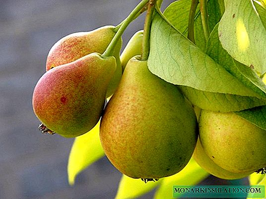 Hvordan og hvornår man skal fodre en pære ordentligt