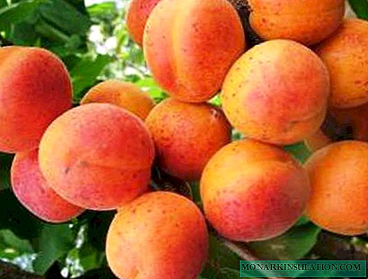 How and when to plant apricot on a plum