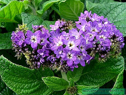 كيفية استخدام heliotrope عبق في تصميم المناظر الطبيعية: أفضل الأفكار في الصورة