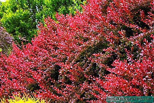 How to use barberry in landscaping: planting and care lessons