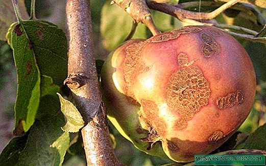 How to get rid of scab on apple trees