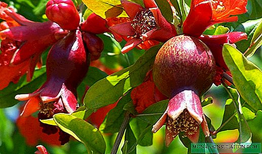How to ensure pomegranate blossom