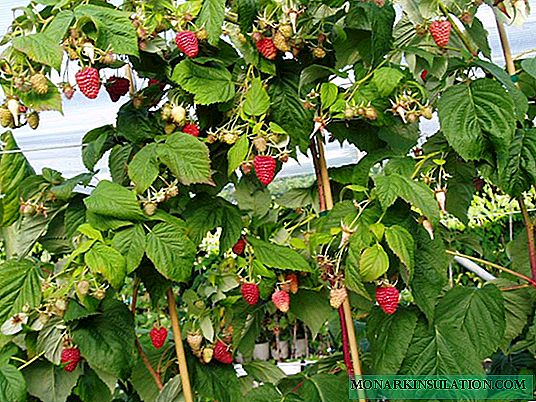 Sådan beskæres hindbær i foråret: hvornår man skal starte, hvordan man beskæres, og hvorfor hindbærpellier