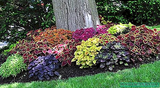 How to arrange a flower garden under a tree: the design of trunk circles