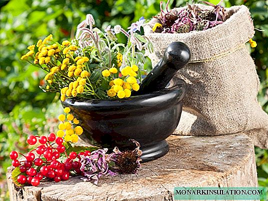 Slik utstyrer du et blomsterbed førstehjelpsutstyr i en sommerhus: vi dyrker medisinske urter