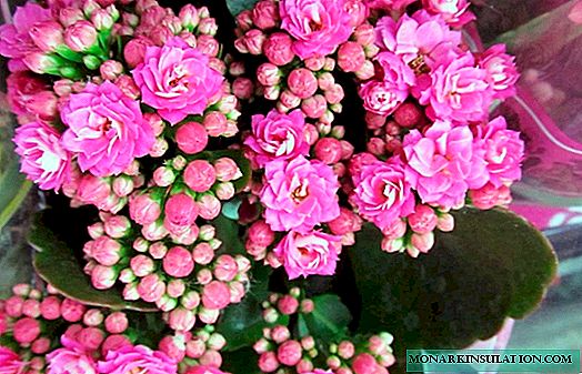 How to transplant Kalanchoe, including if it blooms