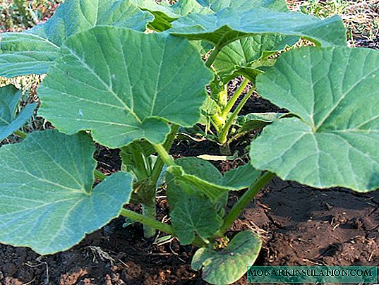 How to identify pumpkin diseases by leaves: photo, description of diseases and methods of resuscitation