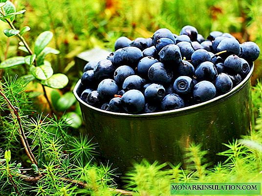 Cara memberi makan blueberry untuk mendapatkan panen yang stabil