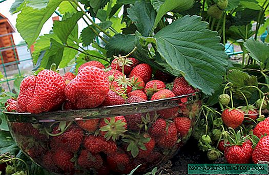 How to make friends with a royal person: garden strawberry varieties Tsaritsa