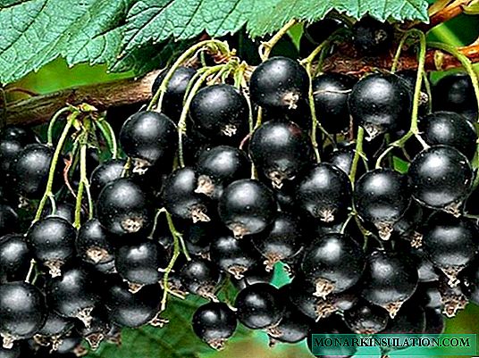 How to plant blackcurrant