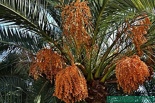 How to plant and grow a date palm from a stone at home