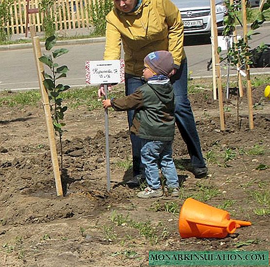 How to plant an apple tree