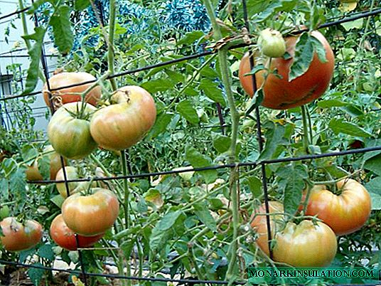 Wie man Tomaten im Freien festbindet: Anweisungen und Fotos