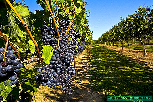 How to plant and grow grapes in central Russia