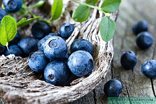 How to plant garden blueberries on the site: planting methods