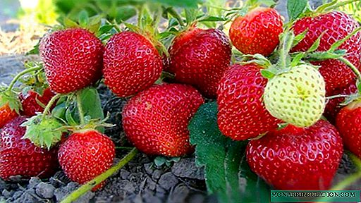 Wie man Erdbeeren beschneidet und Schnurrbart entfernt
