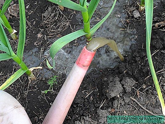 How to properly conduct spring dressing of garlic