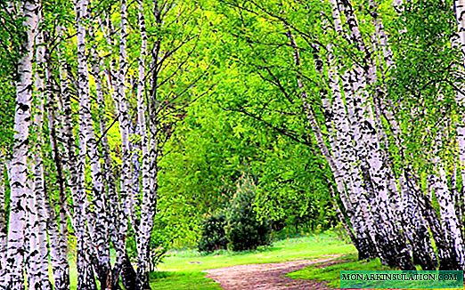 Comment concevoir et équiper une allée de jardin