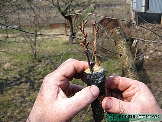 Comment planter une cerise sur une prune