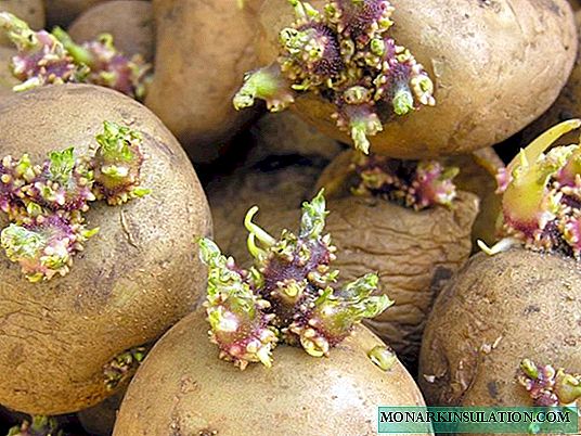 How to sprout potatoes before planting: basic methods and rules