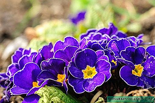 How to plant a primrose perennial and provide her with proper care