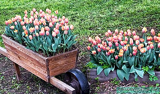 How to plant tulips in spring so that they can bloom