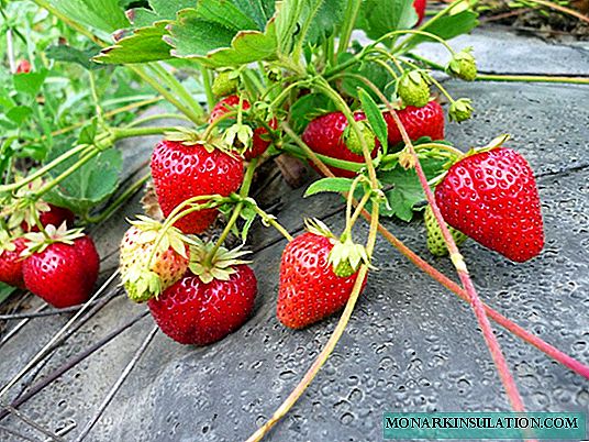 How strawberries propagate: mustache, dividing a bush, growing from seeds