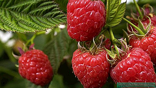 How to propagate raspberries: seeds, cuttings, layering, dividing the bush