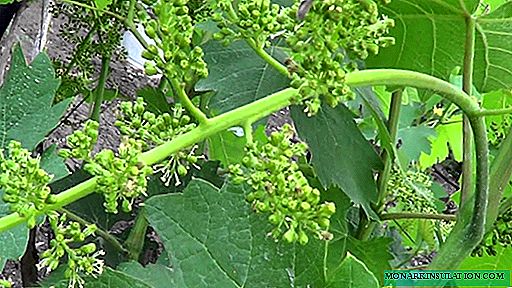 Comment multiplier les raisins avec des boutures: les meilleures façons et les dates de plantation pour différentes régions
