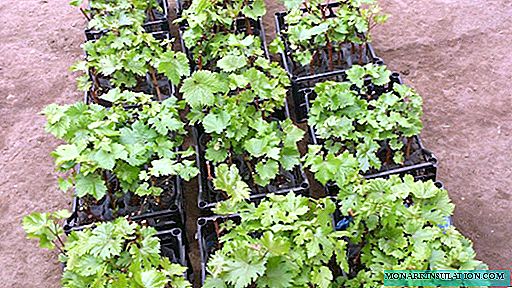A szőlő szaporítása: minden nyári lakos számára elérhető technikák