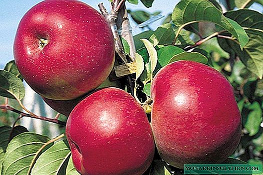 كيف ينمو بشكل مستقل شجرة التفاح من البذور