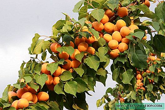 Comment planter l'abricot: méthodes de plantation et toutes les nuances importantes