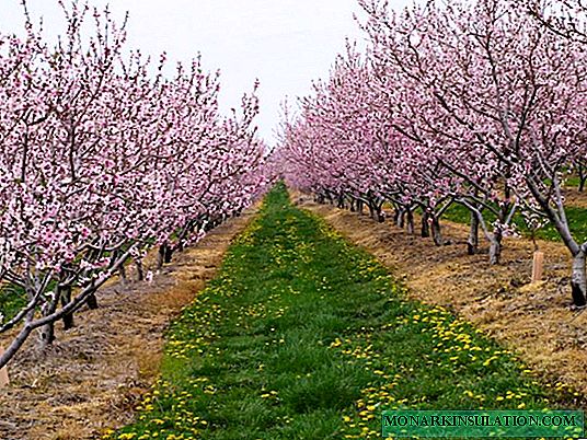 How to plant apricot in the suburbs