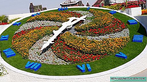 How to make a “flower clock” on your site: an unusual decor from Karl Linnaeus