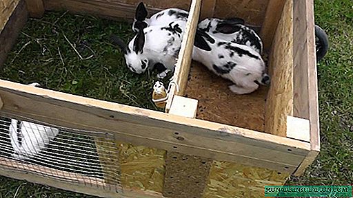 Cách làm thỏ DIY: ví dụ về thiết kế nhà làm