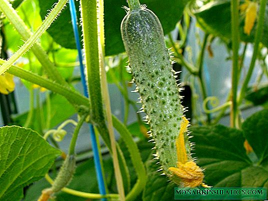 How to make a trellis for cucumbers: we make supports from improvised means